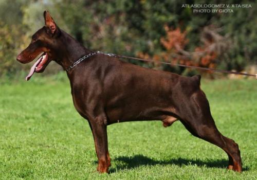 Atlas Solo Gomez v. X-Ta-Sea | Brown Doberman Pinscher