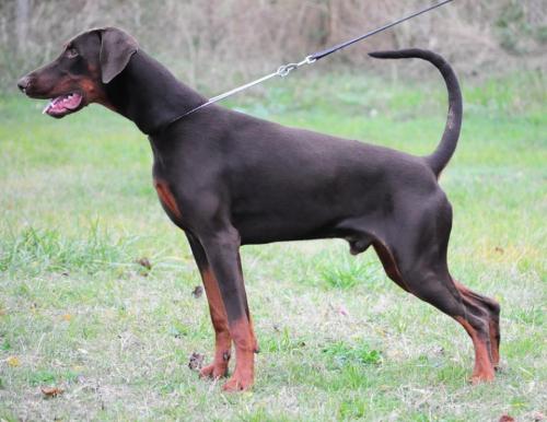 Zedd v. Neusaddrache | Brown Doberman Pinscher