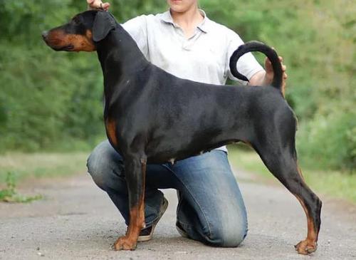 Emrichme Bermuda At Newford | Black Doberman Pinscher