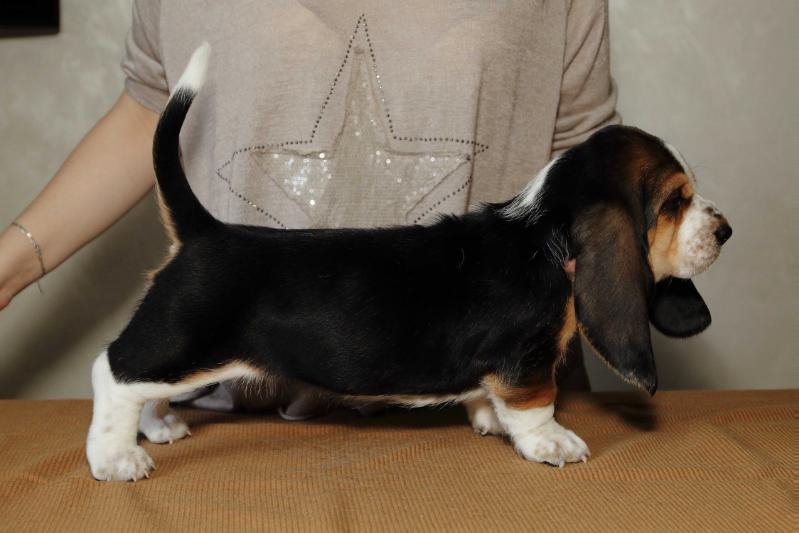 Arnella Spirit Hound | Basset Hound 