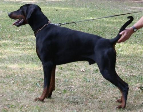 Madmax v. Hellerwald | Black Doberman Pinscher