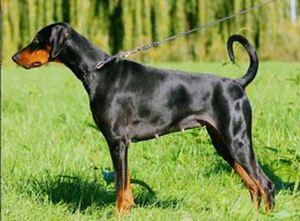 Hope v. Haustenbach | Black Doberman Pinscher