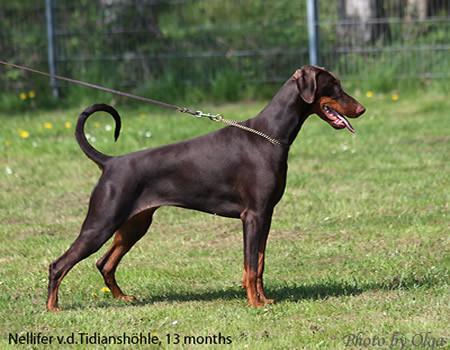 Nellifer v.d. Tidianshöhle | Brown Doberman Pinscher