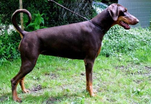 Smart Wood Hills Zapata's Muse | Brown Doberman Pinscher