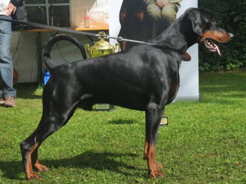 Bombastik v. Ambassador | Black Doberman Pinscher