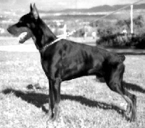 Gomez Sawages | Black Doberman Pinscher