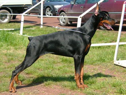 Graphic Line Nastya | Black Doberman Pinscher