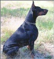 Nemesis Gott | Black Doberman Pinscher