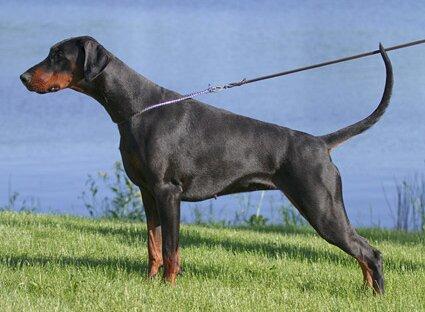 Smart Wood Hills Kwin's Heart | Black Doberman Pinscher