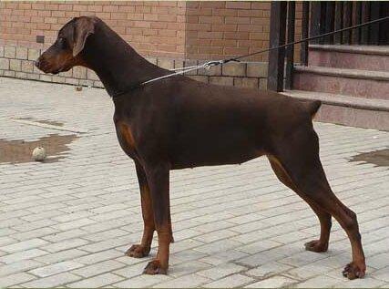 Smart Wood Hills Lamborghini | Brown Doberman Pinscher