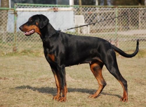 Qiu v. Heiligenwald | Black Doberman Pinscher