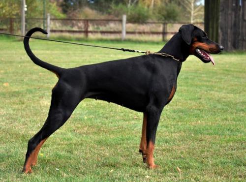 Escada v. Lehmannsfelsen | Black Doberman Pinscher