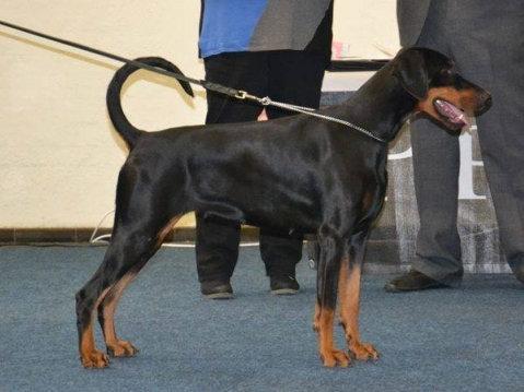 Banja v. Nibelungenring | Black Doberman Pinscher