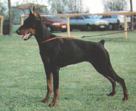 Neera del Diamante Nero | Black Doberman Pinscher