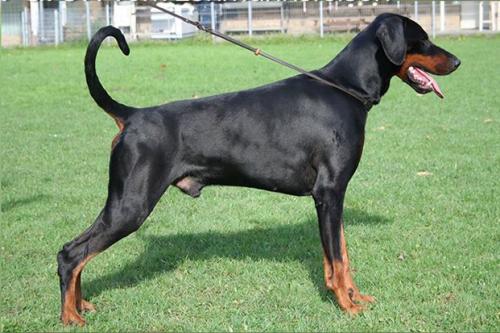 Faroh v. Lehmannsfelsen | Black Doberman Pinscher