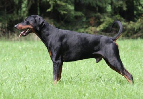 Falco v.d. Sababurg | Black Doberman Pinscher