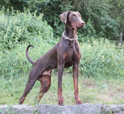 Flynn v. Katharinental | Brown Doberman Pinscher