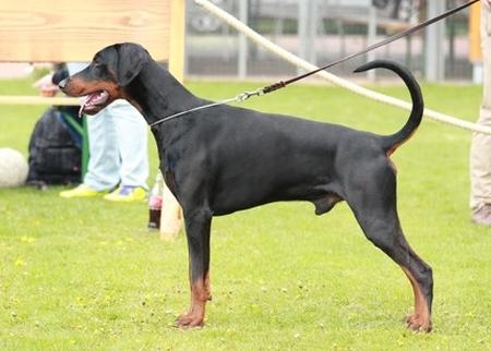 Damion v. Nibelungenring | Black Doberman Pinscher