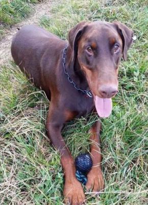 Dion v. Nibelungenring | Brown Doberman Pinscher