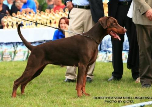 Dorothea v. Nibelungenring | Brown Doberman Pinscher