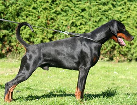 Harley v. Elbauetal | Black Doberman Pinscher