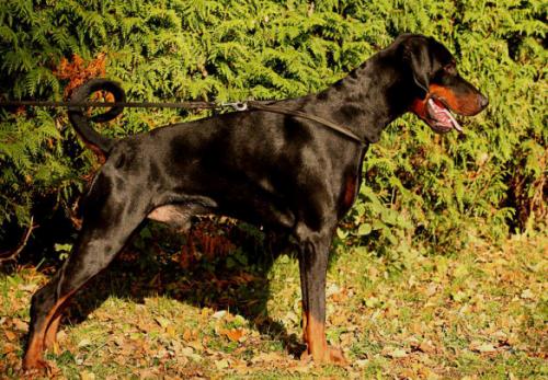 Heavensdevil v. Elbauetal | Black Doberman Pinscher