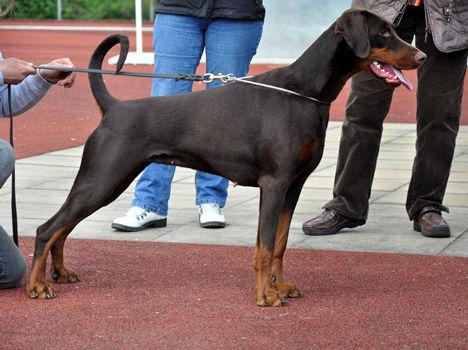 Hazeleye v. Elbauetal | Brown Doberman Pinscher