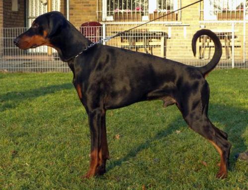 Bane v. Krukenberg | Black Doberman Pinscher