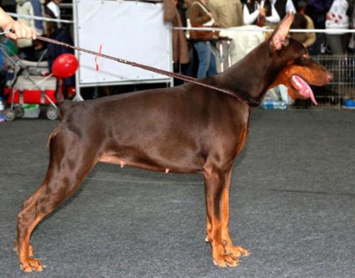 Fantazy Fly Armada | Brown Doberman Pinscher