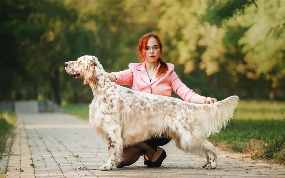 Solar Blues Dacing Wind Bentley | English Setter 