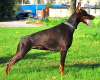 A'Donikons Cherri Chinsana | Brown Doberman Pinscher