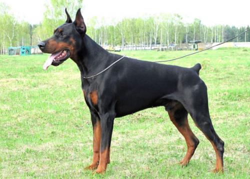 Stay in Style Jackpot | Black Doberman Pinscher