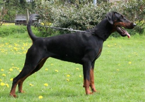 Dea del Nasi | Black Doberman Pinscher