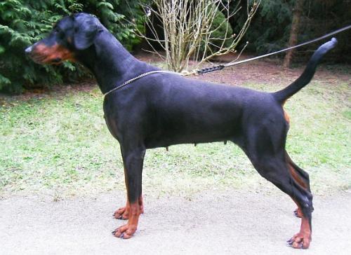 Yvette v. Strengbach (DZB 126302) | Black Doberman Pinscher