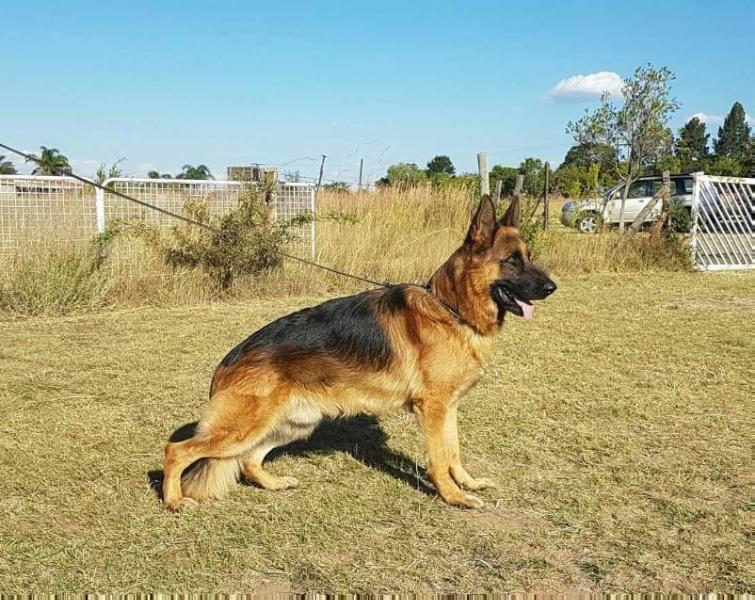 Ferro Von Den Bergen | German Shepherd Dog 