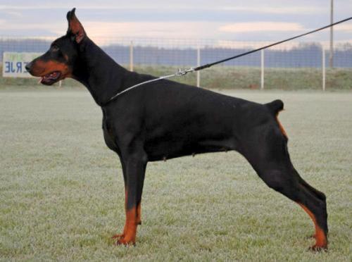 Savana Betelges | Black Doberman Pinscher