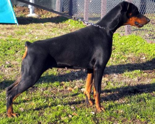 Phoebe Peggy Campagnanensis | Black Doberman Pinscher