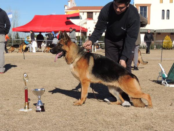 Vale von house luna | German Shepherd Dog 