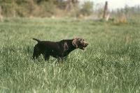 Saphir du Marais de Saintonge | German Shorthaired Pointer 