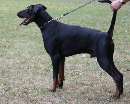 Lennox v. Hellerwald | Black Doberman Pinscher