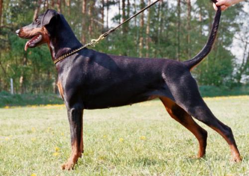 Ascomannis Syox | Black Doberman Pinscher