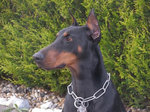 Jesse James Hellfire | Black Doberman Pinscher