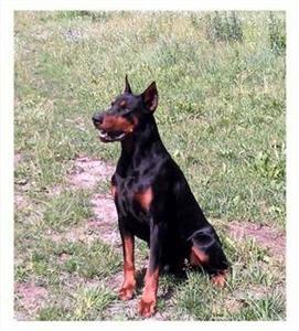 Lucky Luke Hellfire | Black Doberman Pinscher