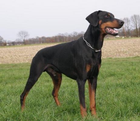 Edzar v. Schloss Lupus | Black Doberman Pinscher