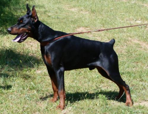 Wizard of Wallakia Zirro | Black Doberman Pinscher