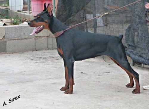 Wizard of Wallakia Zayra Zasette | Black Doberman Pinscher