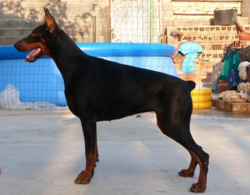 Nouvelle de Rio Alto | Black Doberman Pinscher