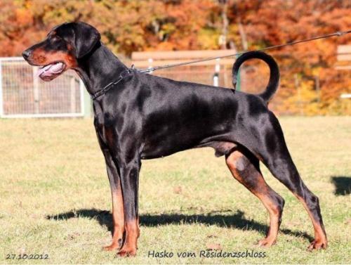 Hasko v. Residenzschloss | Black Doberman Pinscher