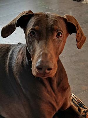 Deelane v. Eschenbruch | Brown Doberman Pinscher