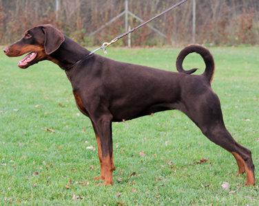 Queen v.d. Rheinaue | Brown Doberman Pinscher